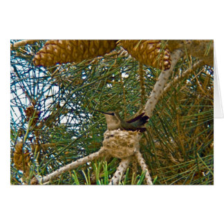 Hummingbird en Nest Photo