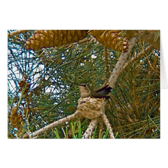 Hummingbird en Nest Photo (Anverso (Horizontal))