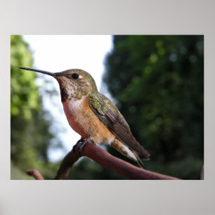 Hummingbird femenino rufous - impresiones Bellas A