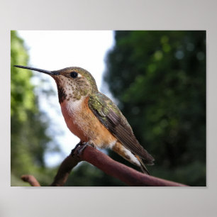 Hummingbird femenino rufous - impresiones Bellas A