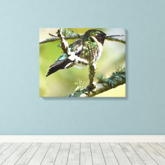 Hummingbird Fotografía de decoración de pared (Insitu (piso de madera))
