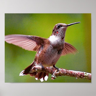 Hummingbird Fotografía de decoración de pared Impr