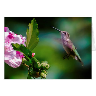Hummingbird - Fotografía original