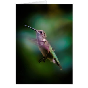Hummingbird - Fotografía original