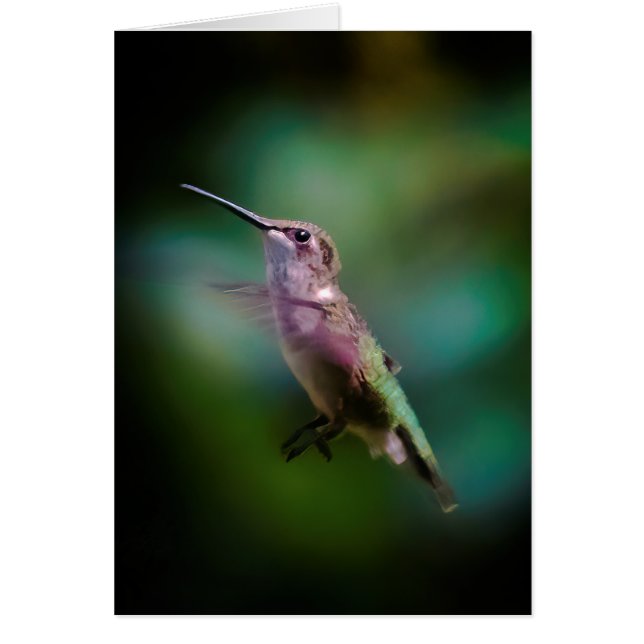 Hummingbird - Fotografía original (Frente)
