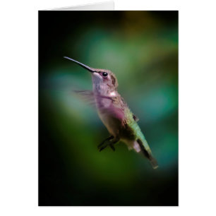 Hummingbird - Fotografía original