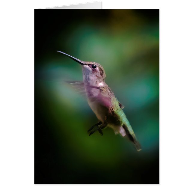 Hummingbird - Fotografía original (Frente)