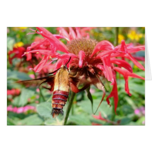 Hummingbird Moth (Anverso (Horizontal))