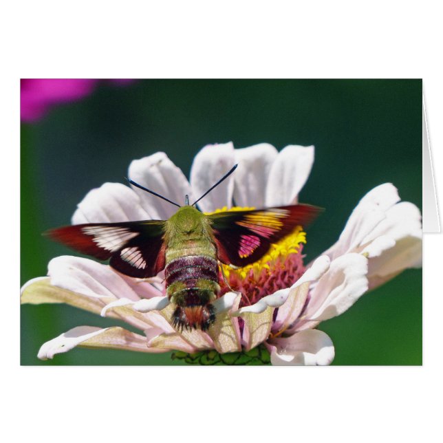 Hummingbird Moth (Anverso (Horizontal))