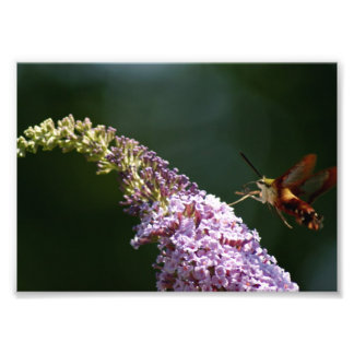 HummingBird Moth 7 x 5 Impresión fotográfica