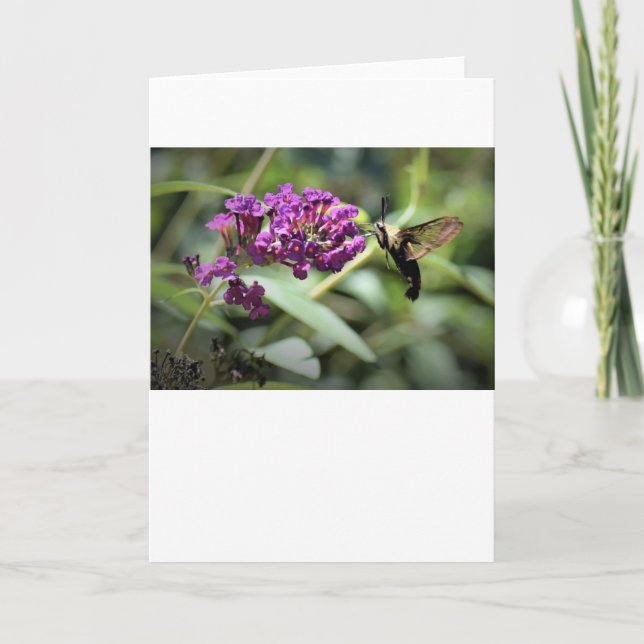 Hummingbird Moth, tarjeta (Anverso)