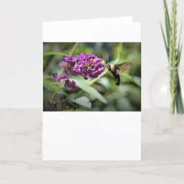 Hummingbird Moth, tarjeta