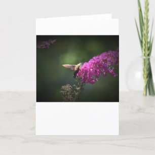 Hummingbird Moth, tarjeta