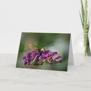 Hummingbird Moth, tarjeta