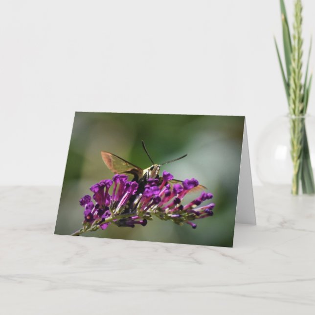 Hummingbird Moth, tarjeta (Anverso)