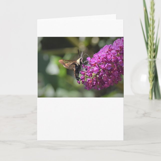 Hummingbird Moth, tarjeta (Anverso)