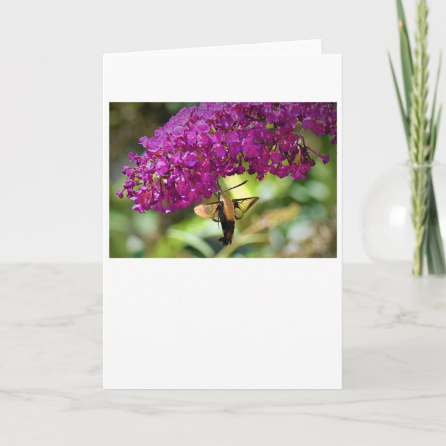 Hummingbird Moth, tarjeta (Anverso)