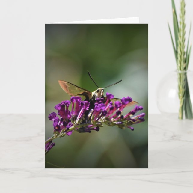 Hummingbird Moth, tarjeta (Anverso)
