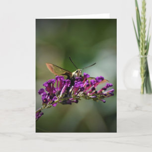 Hummingbird Moth, tarjeta