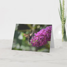 Hummingbird Moth, tarjeta