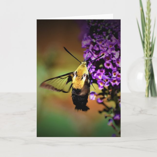 Hummingbird Moth, tarjeta (Anverso)