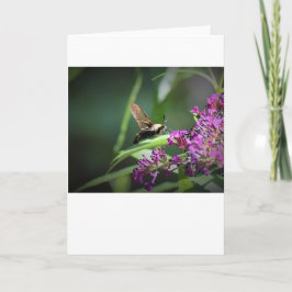Hummingbird Moth, tarjeta