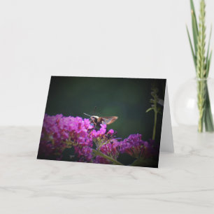 Hummingbird Moth, tarjeta