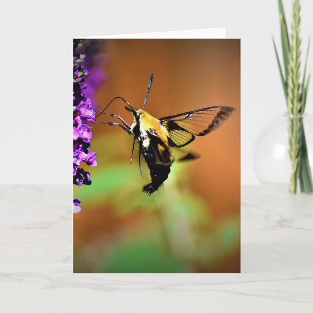 Hummingbird Moth, tarjeta (Anverso)