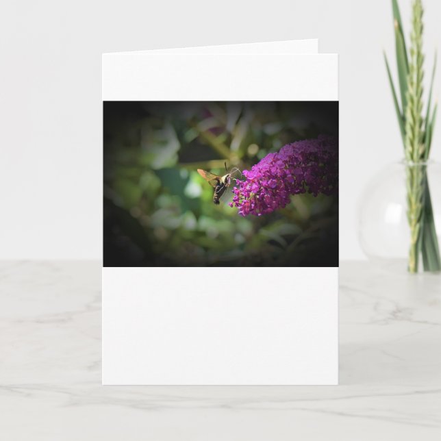 Hummingbird Moth, tarjeta (Anverso)