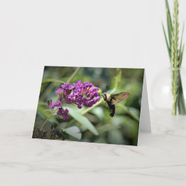 Hummingbird Moth, tarjeta