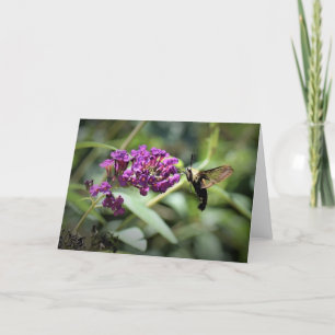 Hummingbird Moth, tarjeta