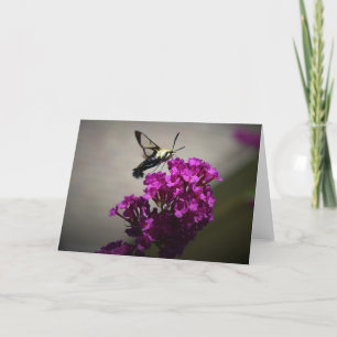 Hummingbird Moth, tarjeta