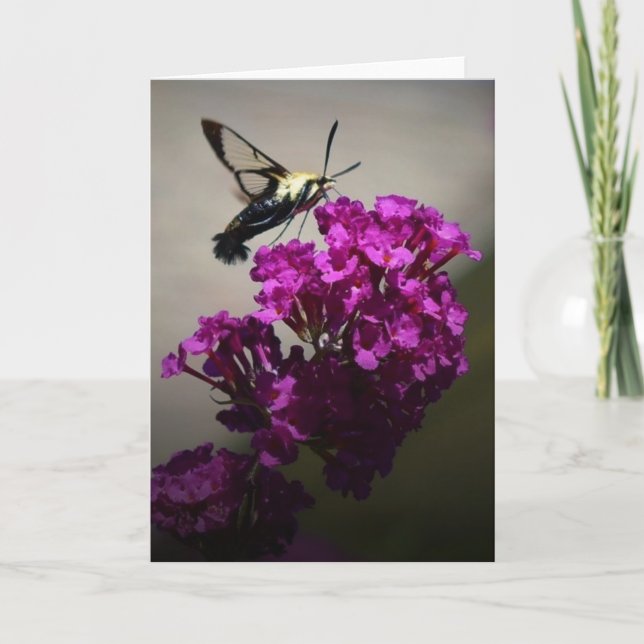 Hummingbird Moth, tarjeta (Anverso)