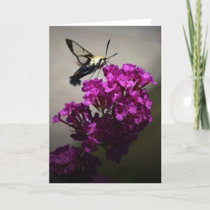 Hummingbird Moth, tarjeta