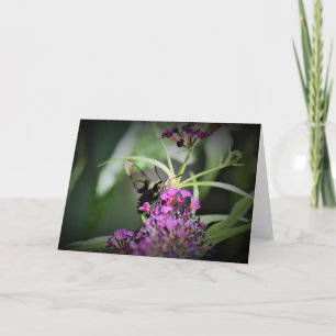 Hummingbird Moth, tarjeta