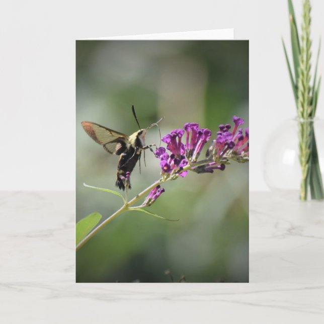 Hummingbird Moth, tarjeta (Anverso)