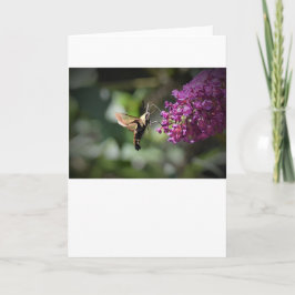 Hummingbird Moth, tarjeta