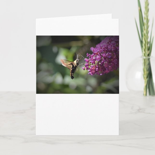 Hummingbird Moth, tarjeta (Anverso)