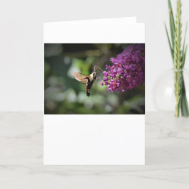 Hummingbird Moth, tarjeta