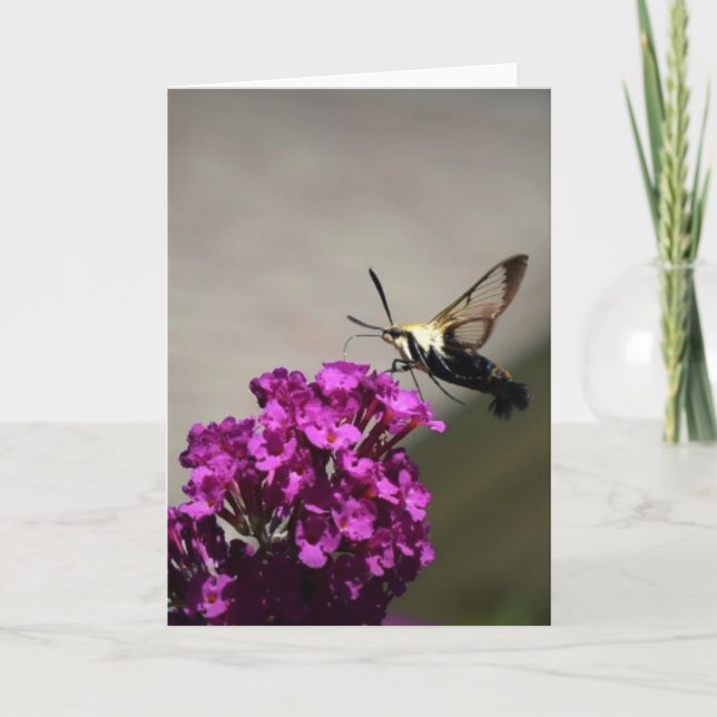 Hummingbird Moth, tarjeta (Anverso)