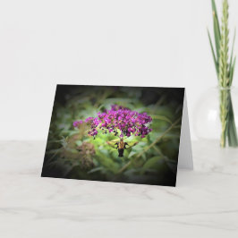 Hummingbird Moth, tarjeta