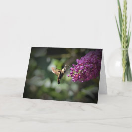 Hummingbird Moth, tarjeta