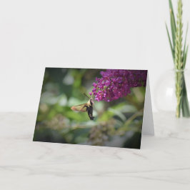 Hummingbird Moth, tarjeta
