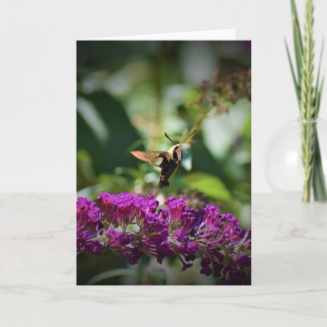 Hummingbird Moth, tarjeta (Anverso)