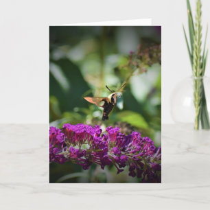 Hummingbird Moth, tarjeta