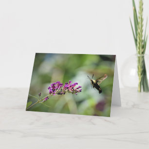 Hummingbird Moth, tarjeta