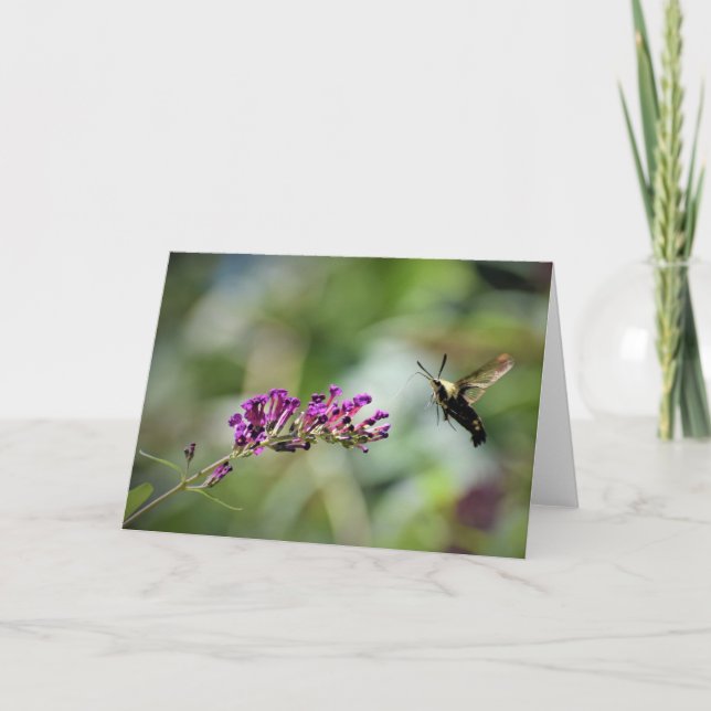 Hummingbird Moth, tarjeta (Anverso)