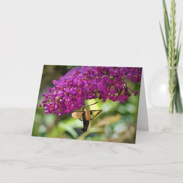 Hummingbird Moth, tarjeta (Anverso)