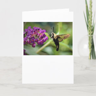 Hummingbird Moth, tarjeta