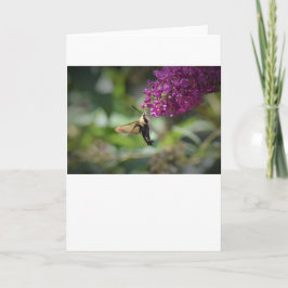 Hummingbird Moth, tarjeta